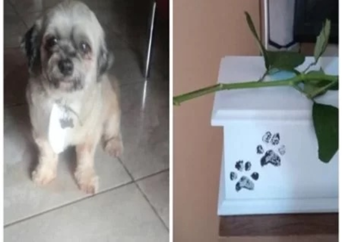 Mulher Deixa Cachorro No Pet Shop Para Tosar E Recebe As Cinzas Do